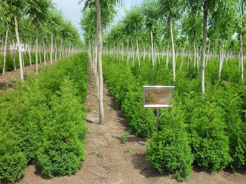 這7點,幫你看準苗木行業(yè)新形勢