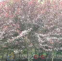 紫葉李,紫葉李價格,江蘇紫葉李,紫葉李