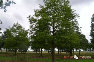 歐美發達國家高逼格苗圃企業是什么樣 一覽德國lappen精品苗木