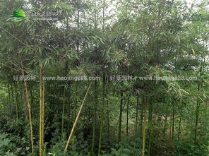 雷竹供應(yīng) 綠籬色塊類 龍柏 衛(wèi)矛 扶芳藤 金葉女貞 大葉黃楊 小葉黃楊 金邊黃楊 紅葉小波 小葉女貞 紅王子錦沭陽(yáng)縣好景園林綠化苗木場(chǎng)商鋪