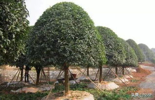 反季節(jié)苗木種植技術(shù)在園林綠化施工中的應(yīng)用