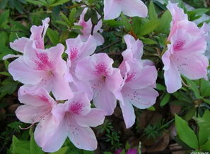 瀏陽(yáng)苗木場(chǎng) 春鵑1