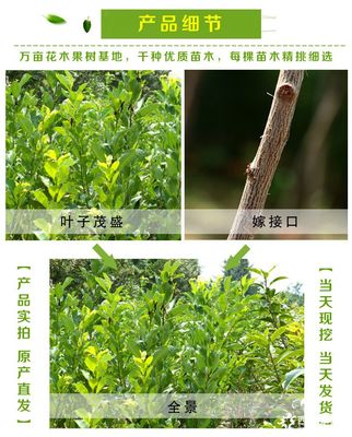 泰安李子樹(shù)苗價(jià)格及品種規(guī)格詳解：以1公分、2公分恐龍蛋李子樹(shù)苗為例