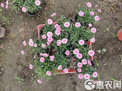 瑪格麗特花苗木基地直銷 高品質工程苗，私享優惠報價