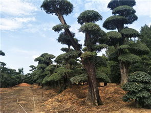 科研成果推動精品苗木產業發展