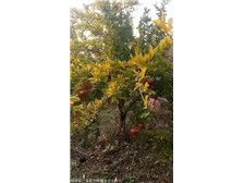 絳縣森之泉苗木種植專業合作社 優質苗木，綠色生態的守護者