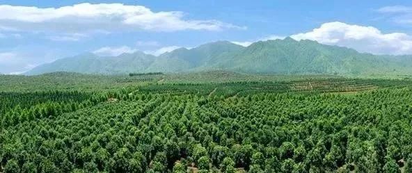 苗木產(chǎn)業(yè)的未來發(fā)展，必須點亮這四盞燈！