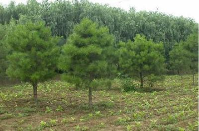 苗木行業(yè)或?qū)⒂瓉怼包S金十年”發(fā)展機遇