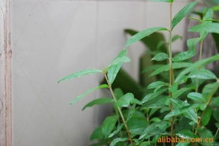 供應聯(lián)手優(yōu)質(zhì)石榴苗木 平邑縣聯(lián)手金銀花苗木種植專業(yè)合作社的指導與選擇