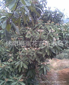 低價供應枇杷種子，價格優(yōu)惠，量大從優(yōu)