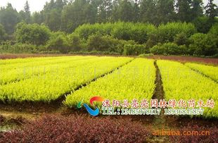 農(nóng)苗網(wǎng)攜手沭陽亮亮園林，優(yōu)質(zhì)金葉女貞床苗與小苗全面供應(yīng)
