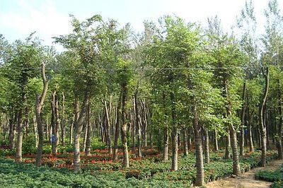 景觀精品大市場 大規(guī)格苗木的機(jī)遇與挑戰(zhàn)